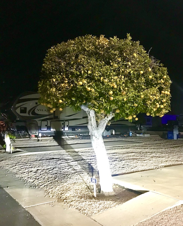 A lemon tree with the trunk painted white and lots of leaves and yellow fruit at Mesa Regal RV Resort