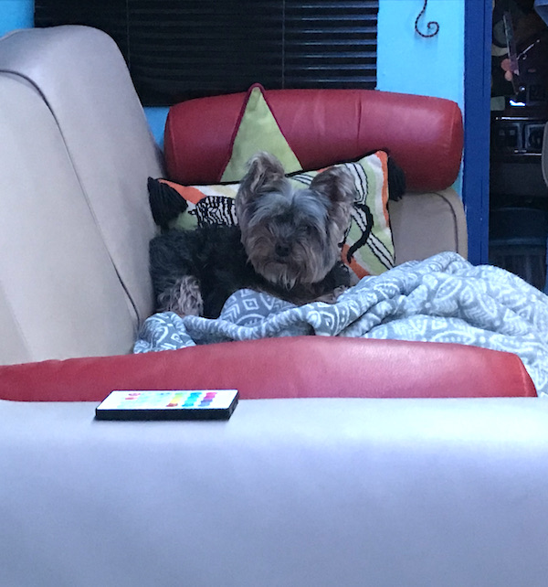 A black and gold Yorkie lying on a beige sofa with a gray blanket at Mesa Regal RV Resort