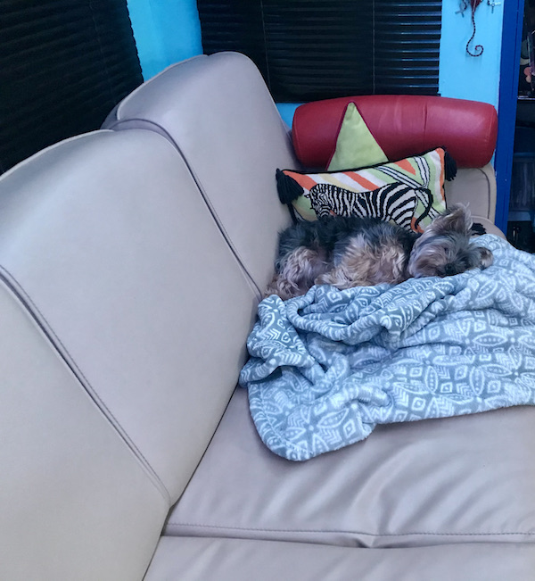 A small black and gold dog sleeping on a gray blanket on a beige sofa at Mesa Regal RV Resort
