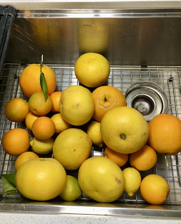 A deep stainless steel sink filled with citrus fruits at Mesa Regal RV Resort