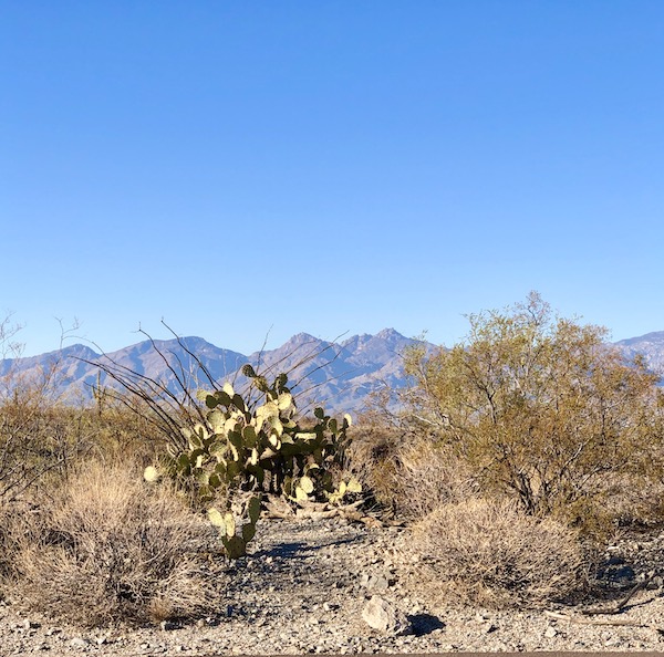 Several cacti with mountains in the background and very blue sky at Saguaro National Park Arizona