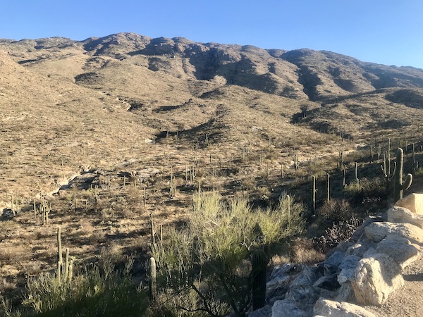 Rocky mountain with many varieties of cactus in the foreground at Saguaro National Park Arizona