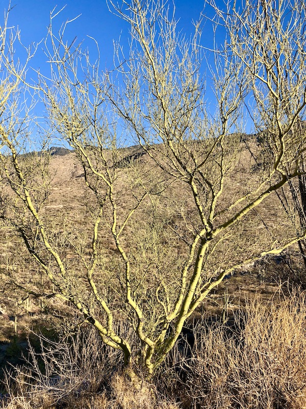 A cactus with many thin branches in front of a mountain at Saguaro National Park Arizona