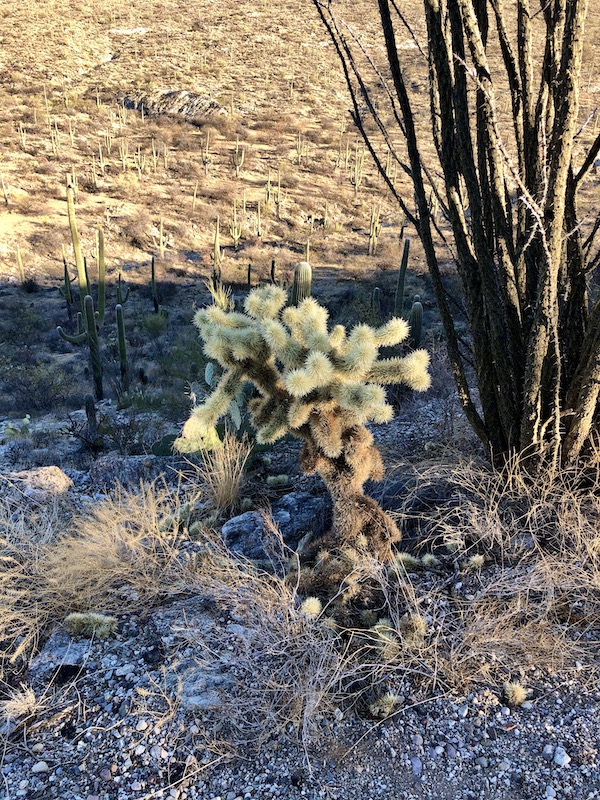 A short cactus with white fuzzy looking tips in the desert at Saguaro National Park Arizona