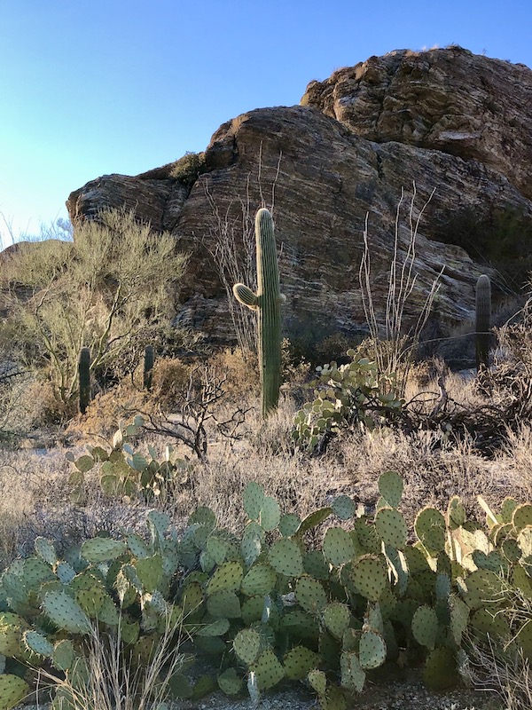 A cactus garden at Saguaro National Park Arizona