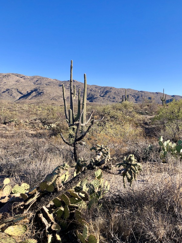 Different cactus growing up the side of the mountain at Saguaro National Park Arizona