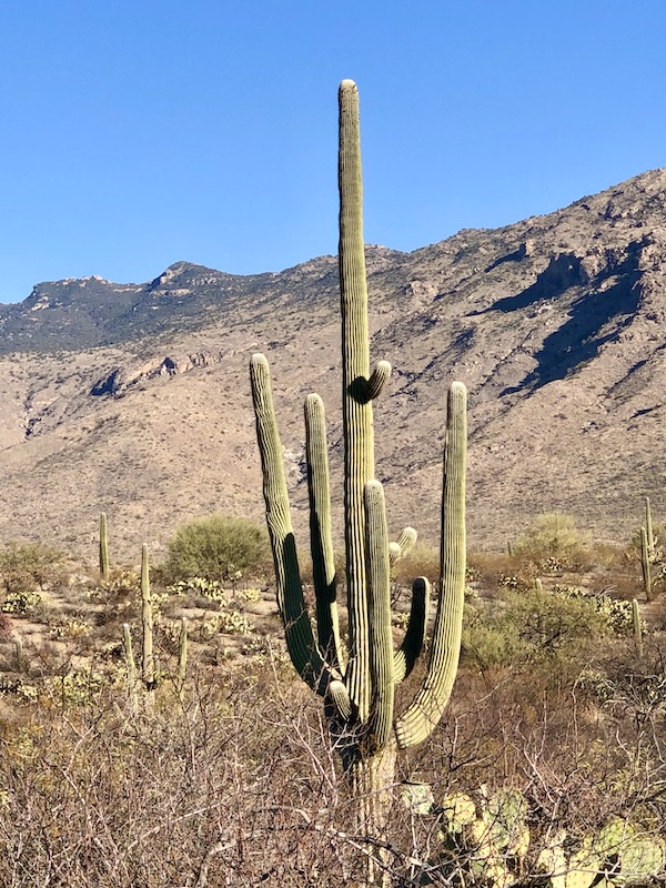 A large tall cactus with many branches in from of the mountain at Saguaro National Park Arizona
