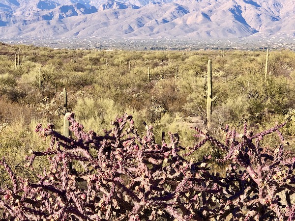 A red staghorn cholla cactus in a field in front of purple mountain in Saguaro National Park Arizona