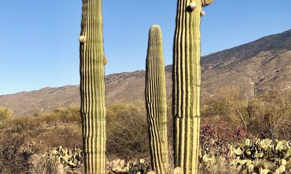 A trio of very tall cacti at Saguaro National Park Arizona