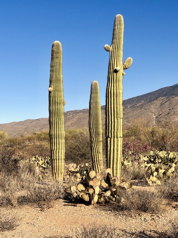 A trio of very tall cacti at Saguaro National Park Arizona