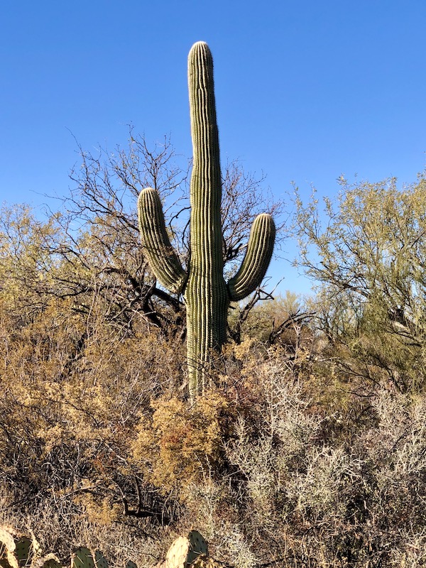 A variety of cactus with a tall one with 2 branches in the center at Saguaro National Park Arizona