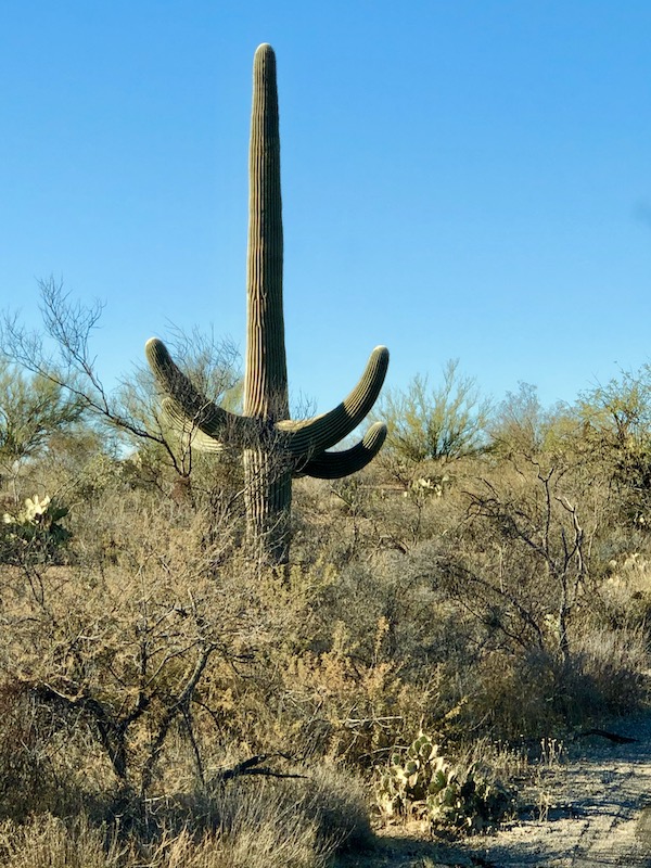A tall cactus with 3 branches at