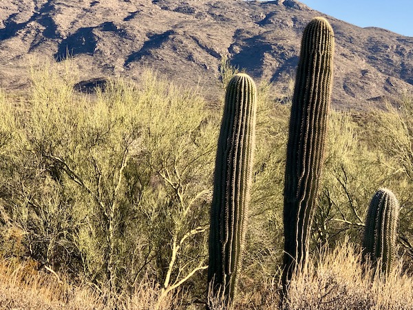 A pair of cylindrical cactus with mountains in the background at Saguaro National Park Arizona