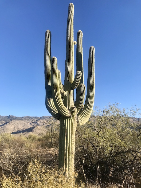 A huge saguaro with many branches stands alone in front of a mountain at Saguaro National Park Arizona