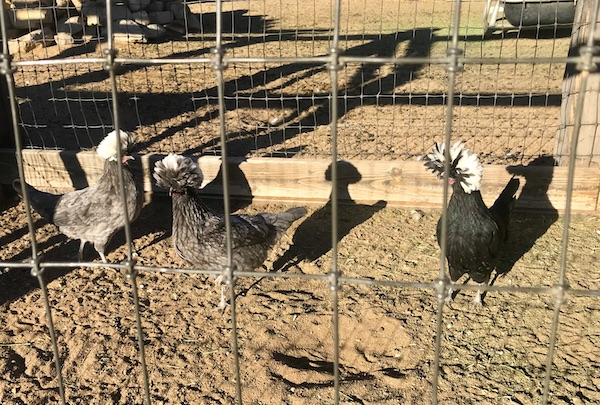 A group of odd black and white chickens found along our route from Santa Fe to Albuquerque New Mexico