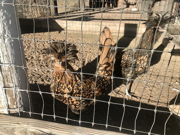 A pair of brown and white chickens with fluffy crowns found on our drive from Santa Fe to Albuquerque New Mexico