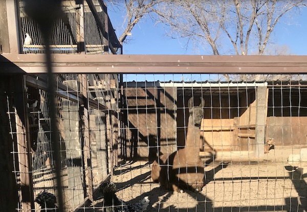 A seated llama at a petting zoo on our route from Santa Fe to Albuquerque New Mexico