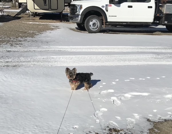 A black and gold Yorkie standing on a blanket of white snow in a parking lot in Albuquerque