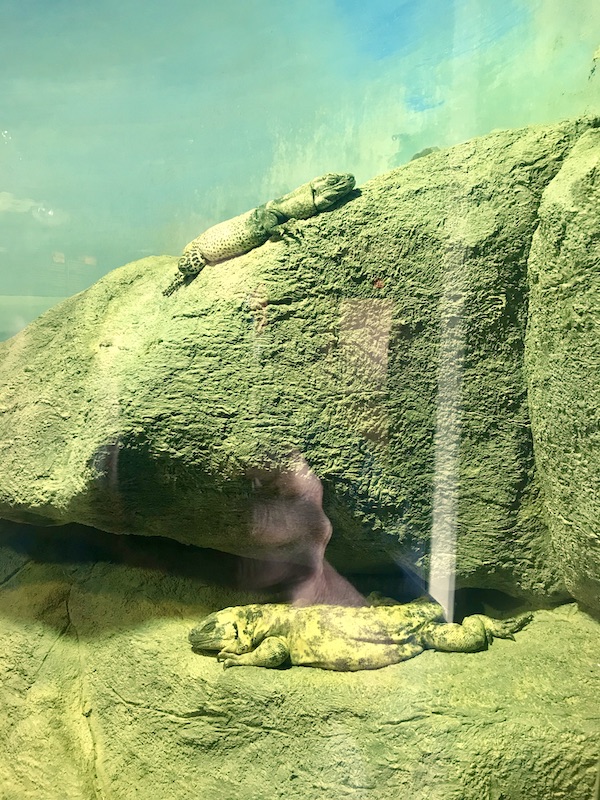 A pair of green lizards on rocks at the Sonoran Desert Museum