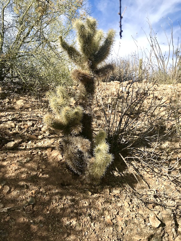 A white and green cactus at the Sonoran Desert Museum