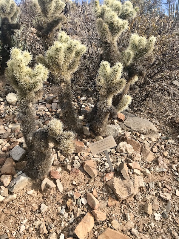 A group of green and white cactus at the Sonoran Desert Museum