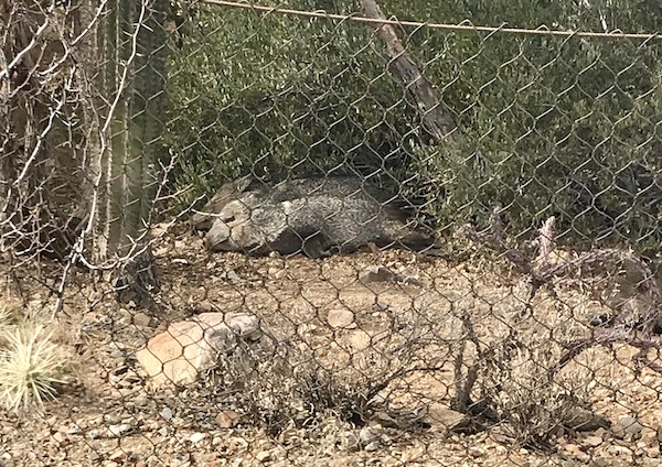 A pair of gray javelina lying down behind a chain link fence at the Sonoran Desert Museum