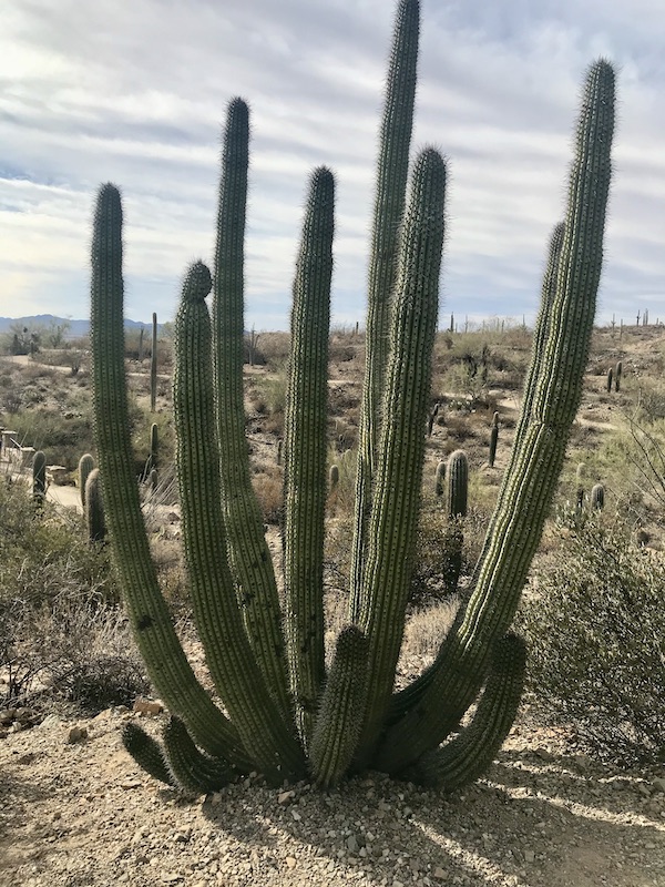 A large many branched cactus in the desert at the Sonoran Desert Museum