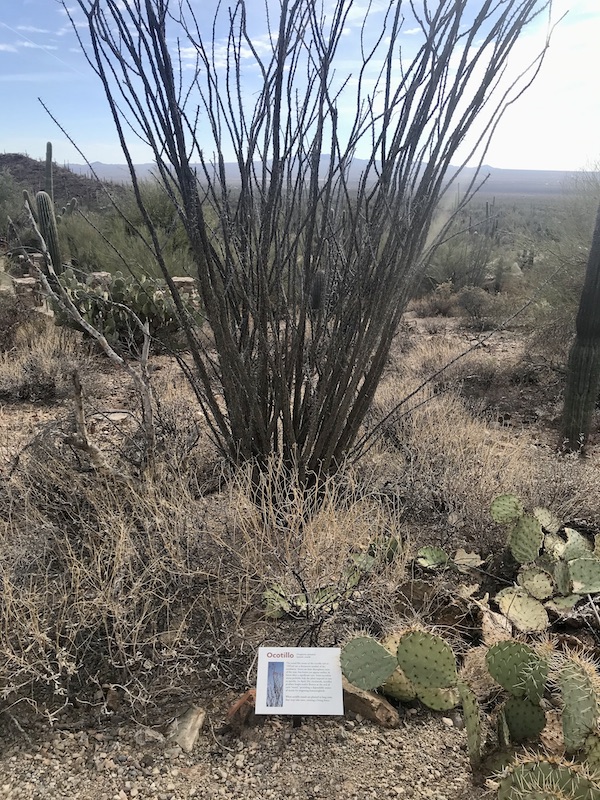 A cactus that looks like a bush of bare dark brown branches at the Sonoran Desert Museum