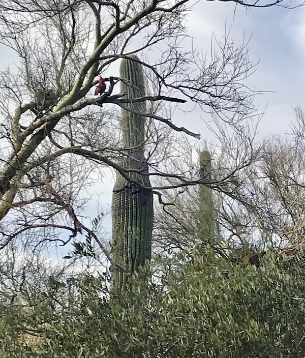 A pair of tall cactus and a tree with a red bird at the Sonoran Desert Museum
