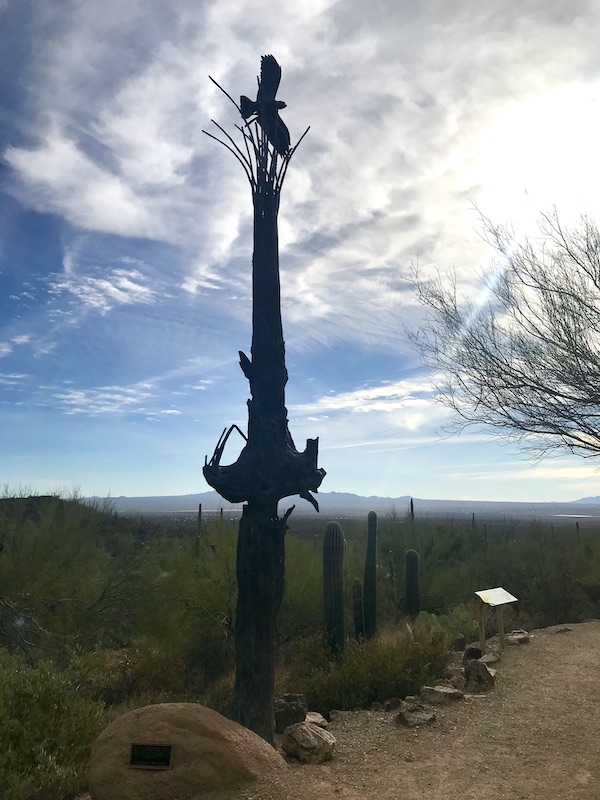 A sculpture made from a dead cactus stands alone in front of blue sky with billowy white clouds at the Sonoran Desert Museum