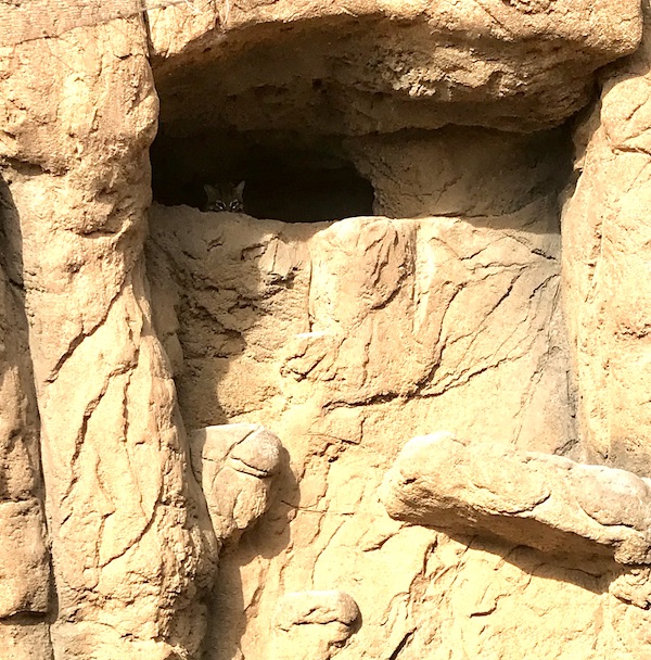 A rock wall habitat with a bobcat's head in the opening at the Sonoran Desert Museum