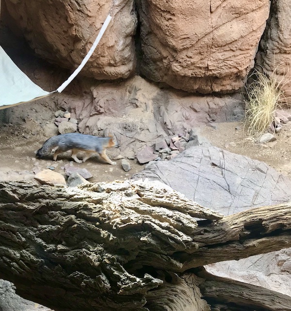 A stone habitat with a Gray Fox pacing at the Sonoran Desert Museum