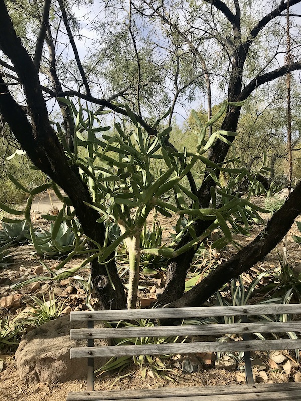 A paddle cactus intertwines with the low branches of a tree at the Sonoran Desert Museum