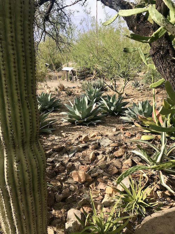 A cactus garden at the Sonoran Desert Museum