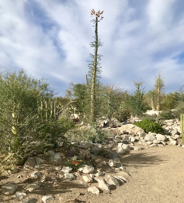 A garden with very tall cactus at the Sonoran Desert Museum