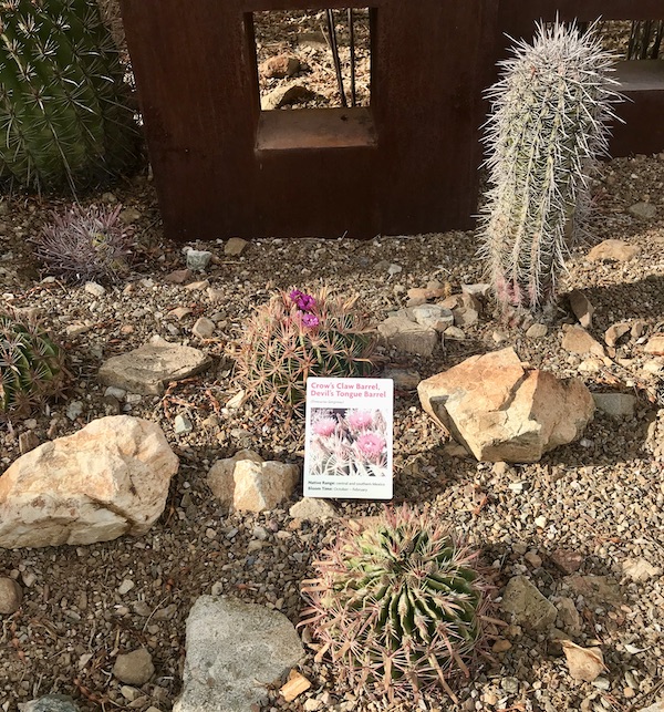A pair of barrel Cactus among rocks in a garden at the Sonoran Desert Museum