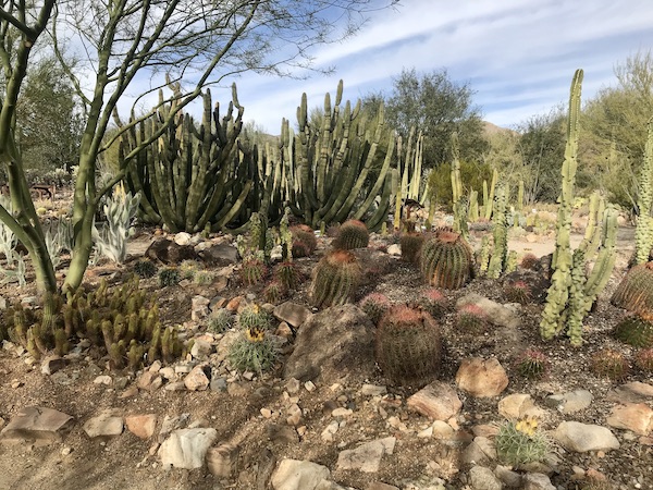 A cactus garden at the Sonoran Desert Museum