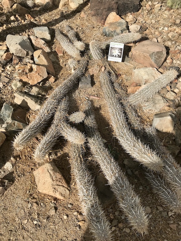 A creeping variety of cactus at the Sonoran Desert Museum
