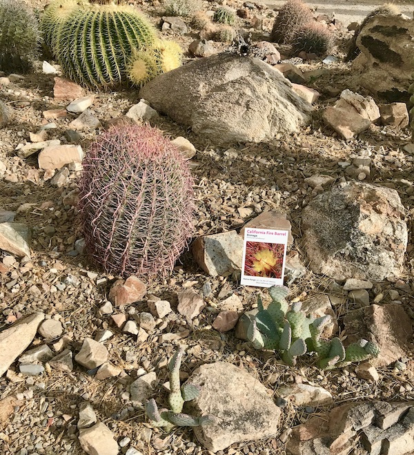 A barrel cactus with pink spines at the Sonoran Desert Museum