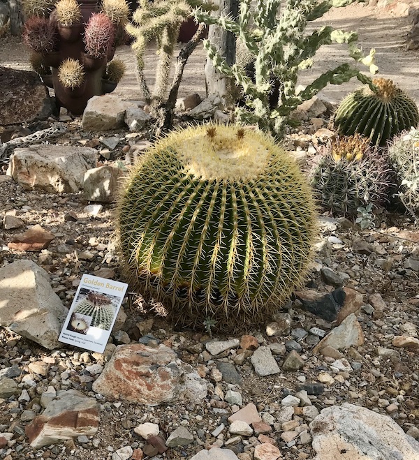 A beautiful round specimen of a barrel cactus at the Sonoran Desert Museum