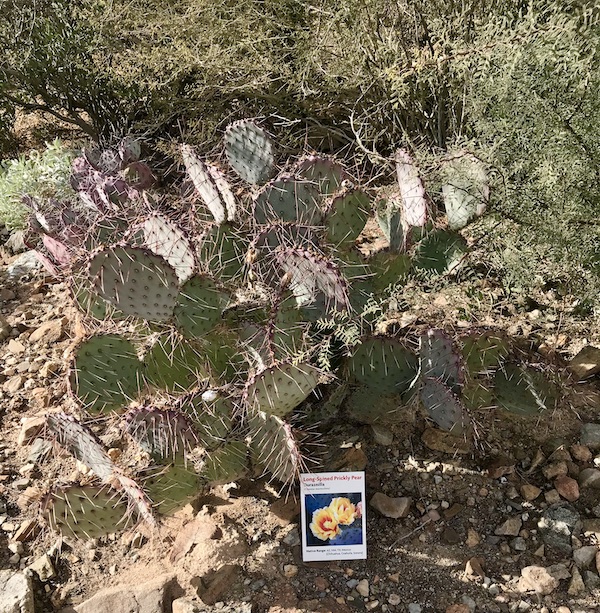 A paddle cactus with long pink spines at the Sonoran Desert Museum