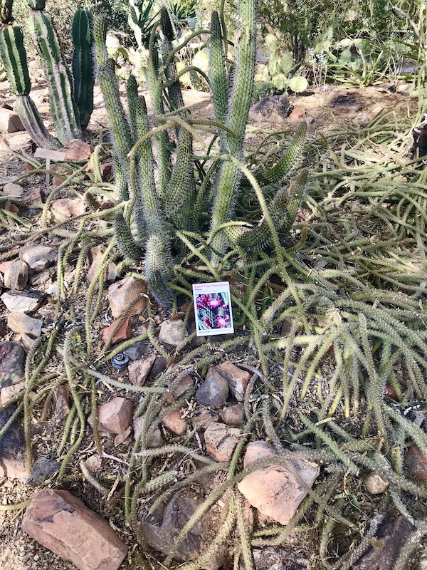A couple of varieties of cactus at the Sonoran Desert Museum