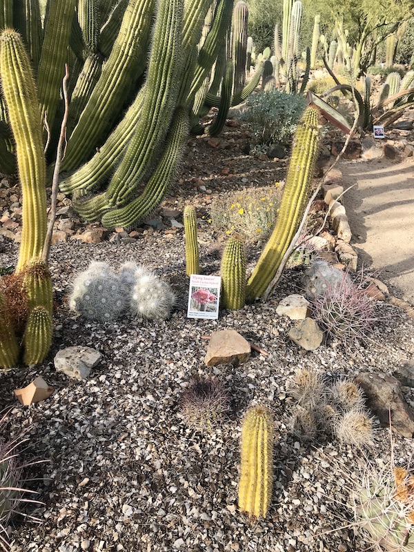 Cylindrical cactus at the Sonoran Desert Museum