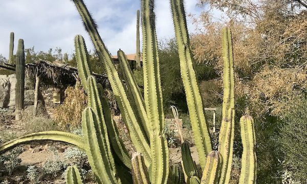 A unusual variety of cactus seen at the Sonoran Desert Museum