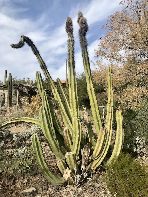 A unusual variety of cactus seen at the Sonoran Desert Museum