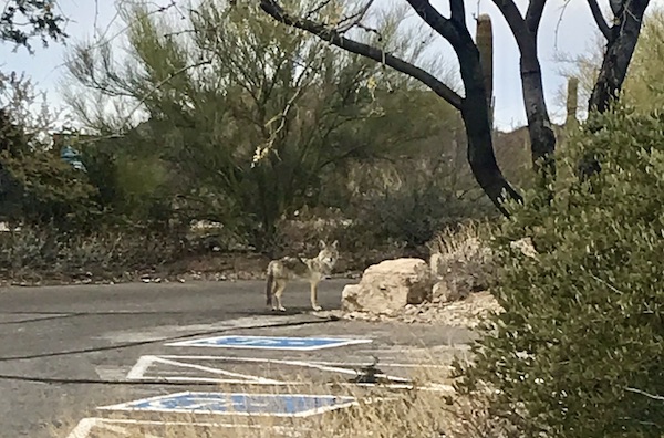 A gray coyote in the parking lot of the Sonoran Desert Museum