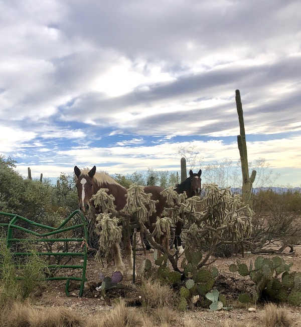 A pair of brown and white horses on a farm in the desert seen on our drive home from the Sonoran Desert Museum