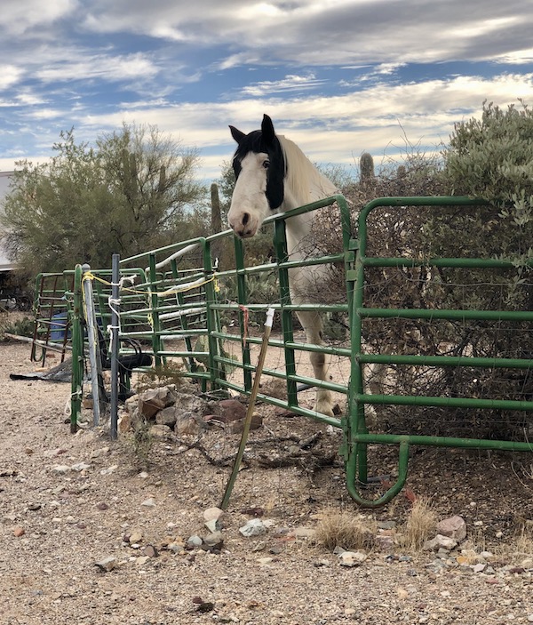 A white horse with black markings by a fence seen on our drive from the Sonoran Desert Museum