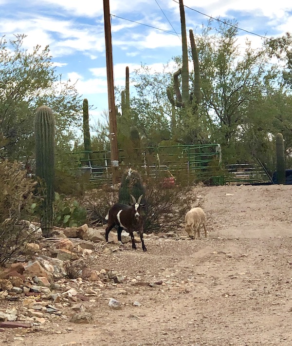 A pair of goats on a dirt road just after the Sonoran Desert Museum