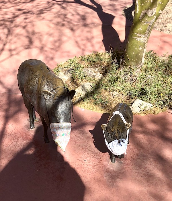 A pair of dark gray Javelina sculptures with medical masks at the entry to the Sonoran Desert Museum